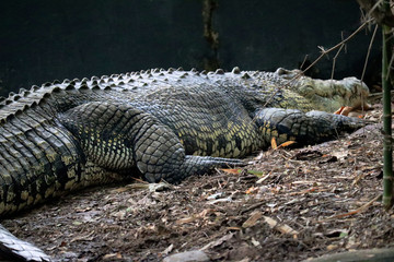 big crocodiles in south Indian forests