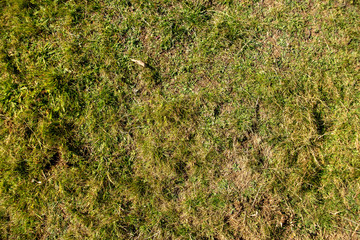 grass texture of meadow
