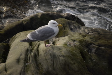 seagull on rock