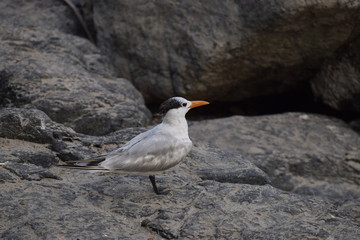 seagull on rock