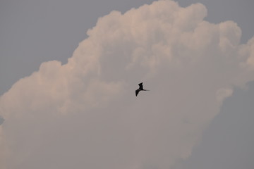 bird in the sky