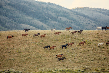 Wild Horses