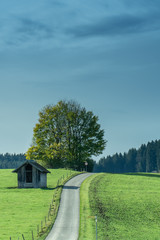 Obraz premium trees and forest on a foggy and later bright day