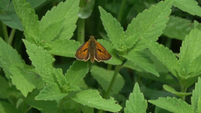 Moth is on the green leaves