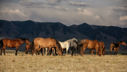 Obraz premium Wild Horses