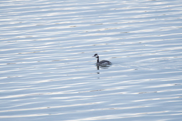 Great crested grebe in Watarase wetland