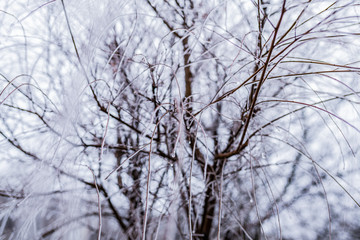 Fototapeta na wymiar tree branches in ice. tree in ice. winter tree. new Year.