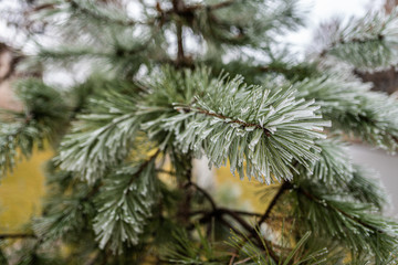 Obraz premium pine branches in ice. tree in ice. winter tree. new Year.