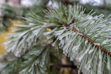 pine branches in ice. tree in ice. winter tree. new Year.