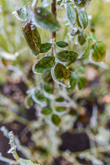 branches of roses in ice. winter. bush in ice. frost.
