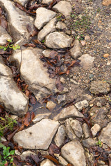 the rocky surface pattern. cobblestones and last year's leaves on the road background