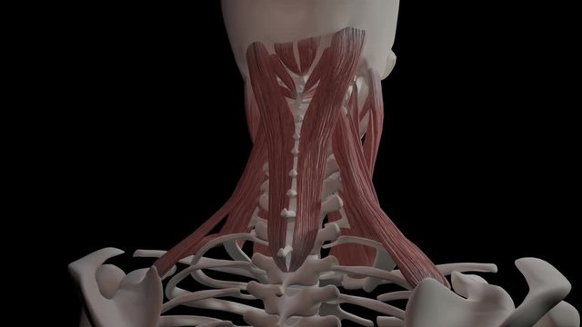 Neck Muscles Overview