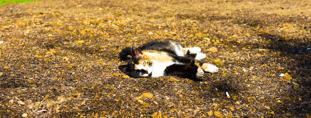  A cat lying on the ground