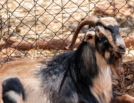 Close Up Of A Goat
