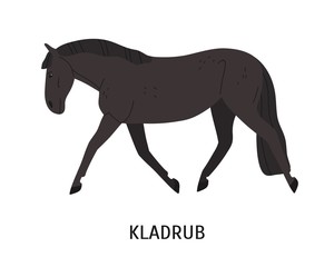 Fototapeta na wymiar Kladruber breed horse flat vector illustration