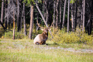 Deer with horns is resting in the grass