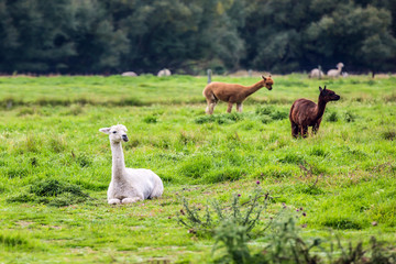 Animal breeding farm