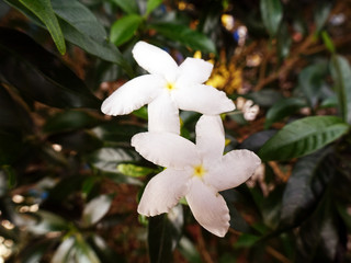 Common jasmine flower in the garden