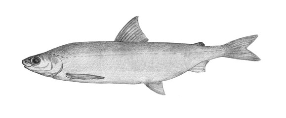 Whitefish. Hand drawn black pencil realistic illustration.