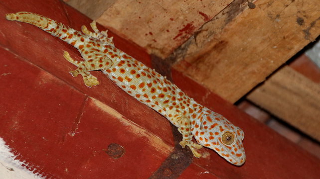 Large gecko that is attached to a wooden board above a building