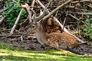 The fallow deer, Dama mesopotamica is a ruminant mammal