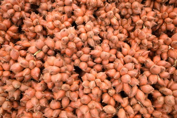 Salacca zalacca, Snake fruit background