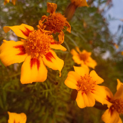 yellow flowers in the garden