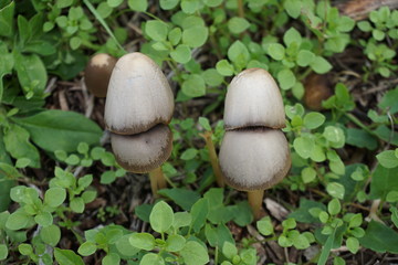 close up of a set of twin mushrooms in the grass