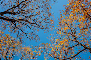 Clear blue sky against tree tops with autumn foliage