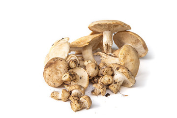 Champignons