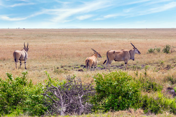 Naklejka na ściany i meble Antelopes from the bovine family