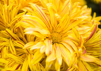 Close up of beautiful yellow chrysanthemum head in a garden.