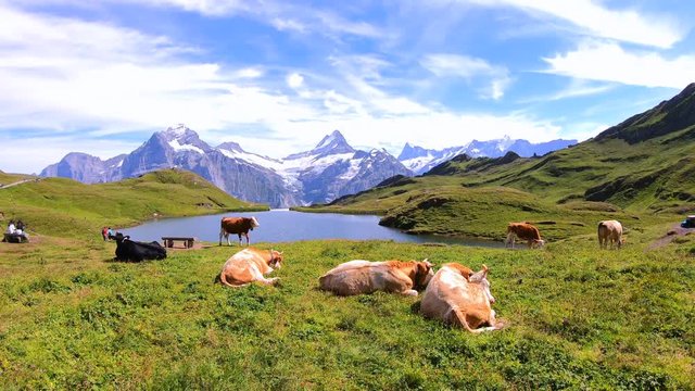 Cows grazing in front of the beautiful Bachalpsee lake in Switzerland. Snow-capped mountains Eiger, Jungfrau, and Monch in background. Alpine landscape in the summer season. 