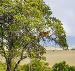 Big cat - spotted leopard - resting