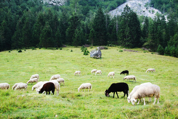 Obraz premium Sheeps grazing in Soca river valley, Slovenia