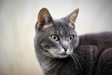 Portrait of a Chartreux Cat
