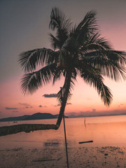 Fototapeta na wymiar Pink sunset in thailand with a girl on palm trees