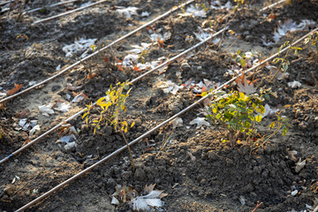 Stems of roses pruned for winter