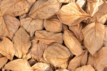 Autumn Dry leaves texture , Dried leaves Overlap background
