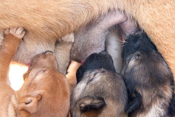 Group of puppy is sucking from the mother's breast
