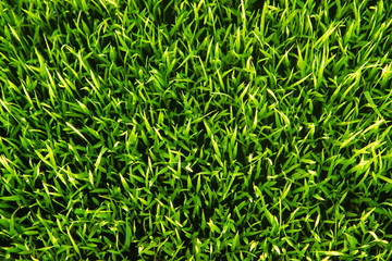 top view closeup green Rice seedlings nature texture background