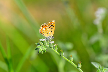 Closeup beautiful butterfly sitting on the flower.