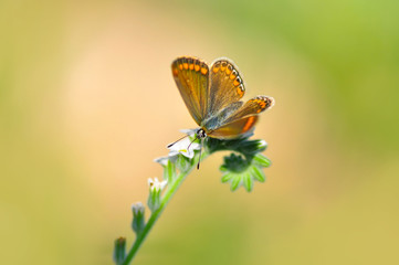 Closeup beautiful butterfly sitting on the flower.