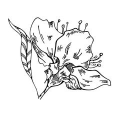 Vector flower drawing. Apple flowers on a white background. Vector floral illustration. Floral element on a white background. Can be used for printing, websites, textiles, wrapping paper.