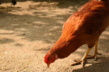 A Chicken Grazing with her Small Chicks