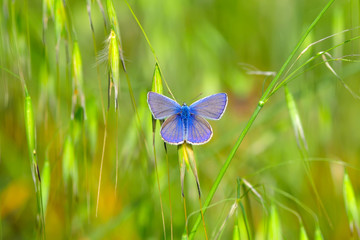 Closeup beautiful butterfly sitting on the flower.