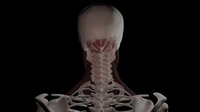 Suboccipital neck Muscles