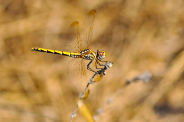 Macro shots, Beautiful nature scene dragonfly. 
