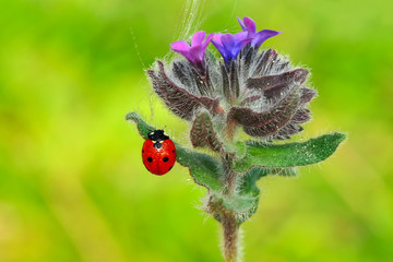 Beautiful ladybug on leaf defocused background