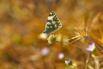 Closeup beautiful butterfly sitting on the flower.